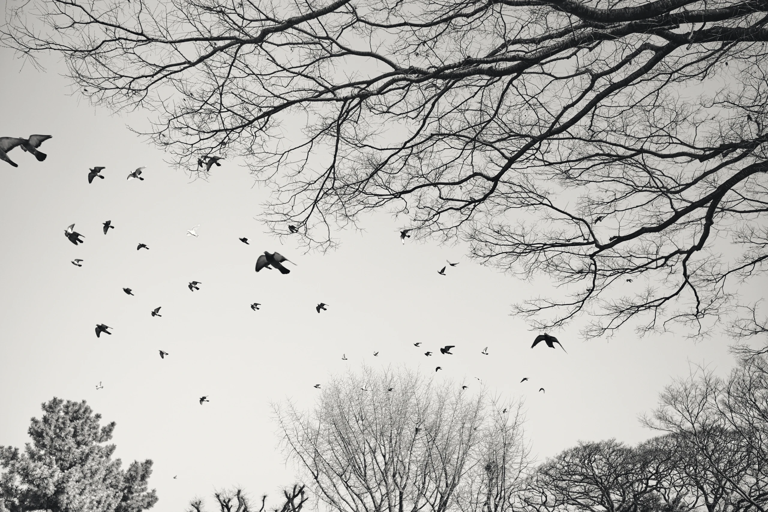 A flock of birds 1